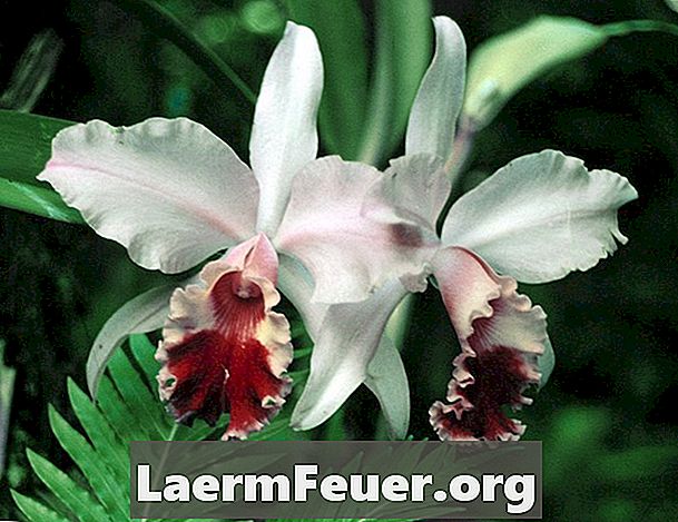Hvordan lage en miniatyr orkidé