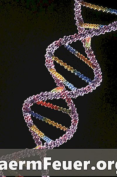 Kā izveidot DNS molekulu ar pakaramiem