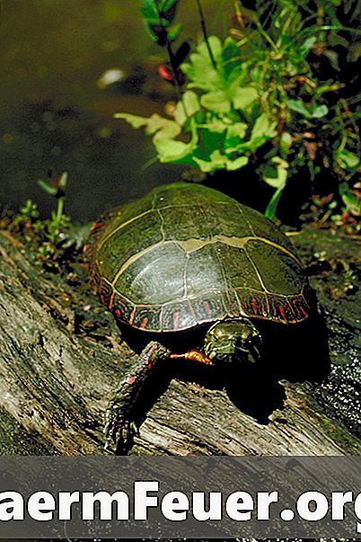 Kā izveidot bruņurupucis