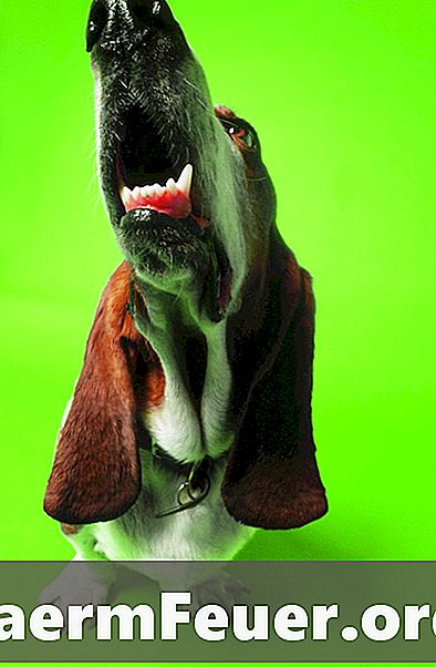 吠える犬の防音壁を作る方法