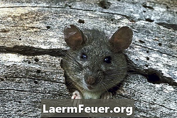Behandlung für Läuse bei Ratten