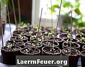 苗を植えるための生分解性ポットの作り方