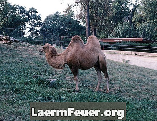 ¿Cómo se hace la lana de camello?