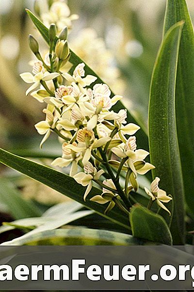 Como identificar a espécie de uma orquídea pelas folhas