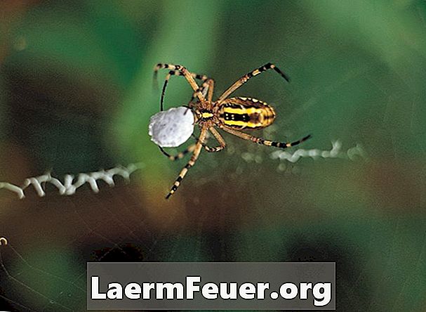 Hoe spinnen te identificeren door middel van patronen in webben