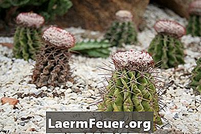 Como identificar cactus que florescem