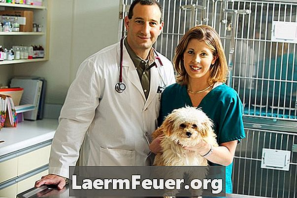 Cum să identificați și să tratați pneumonia de aspirație la câini
