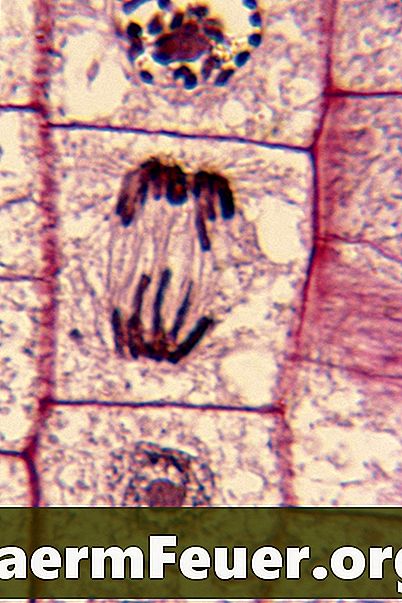 Hur man identifierar stadium av mitos i en cell under mikroskopet