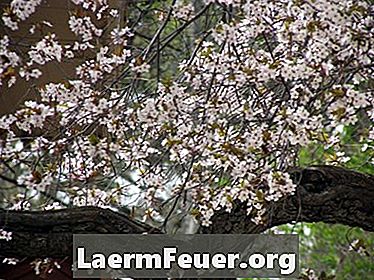 Cómo identificar flores de árboles frutales