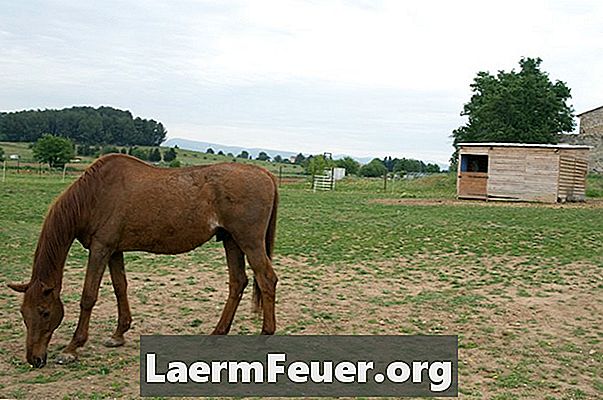 Comment identifier rapidement le sexe d'un cheval