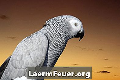Comment identifier le sexe d'un perroquet