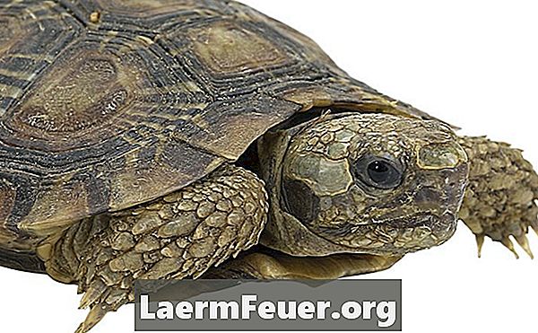Как определить пол речной черепахи