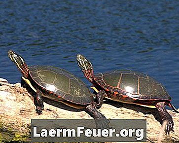 Hur man identifierar manliga och kvinnliga sköldpaddor