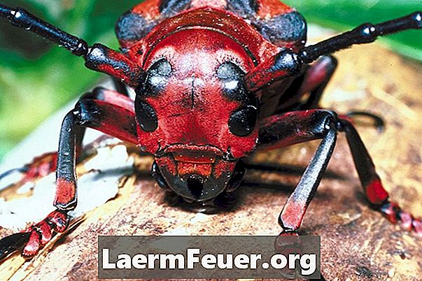 Ako identifikovať červený chrobák s čiernymi značkami