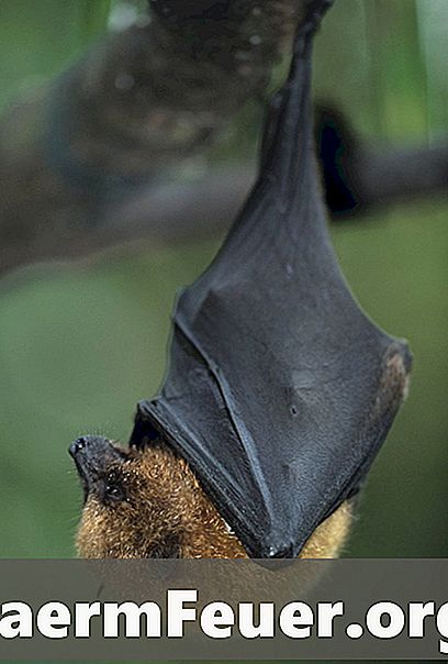 Come identificare un pipistrello di frutta