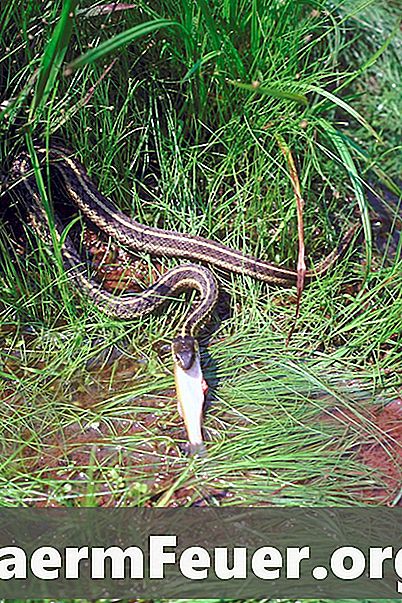Hvordan man identificerer en slange med en stribe langs ryggen