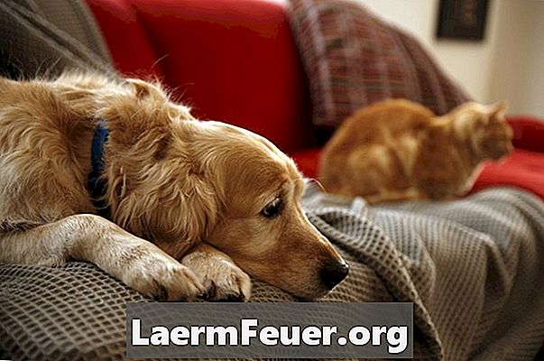 Allergieën voor huisstofmijt bij honden