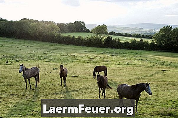 Jak zastavit koně od kousání a zvedání uší zpět
