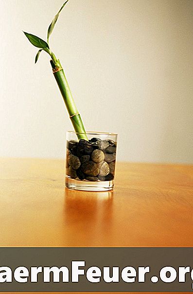 Come iniziare un gambo di bambù fortunato