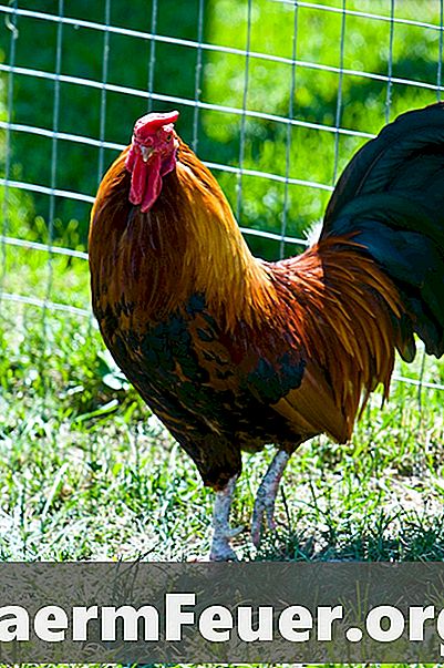 Како инсталирати кабелски сноп за кокошке са половима