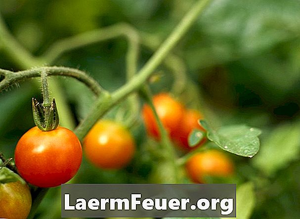 Por que os tomates que planto apodrecem ao crescer?