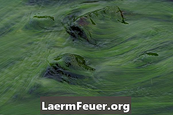 Como lidar com algas filamentosas em um aquário
