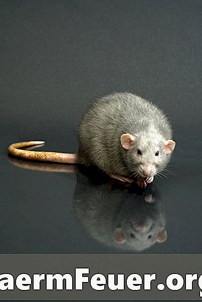 Hvordan håndtere rotter på arbeidsplassen din