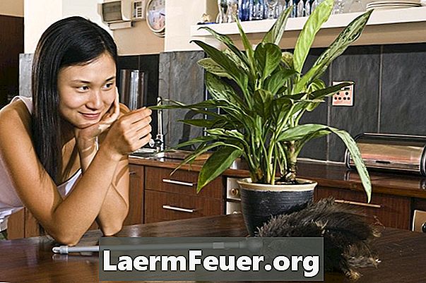 Kako očistiti liste iz domačih rastlin