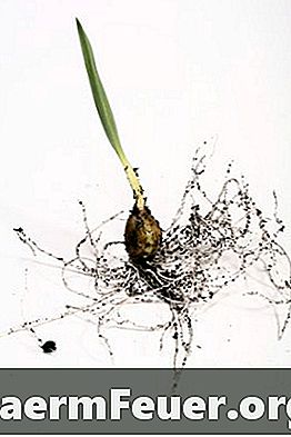 Как очистить грязные корни в гидропонике