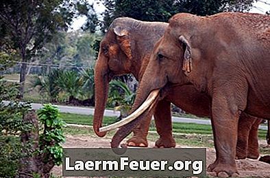 Kako očistiti ogrlicu od slonovače