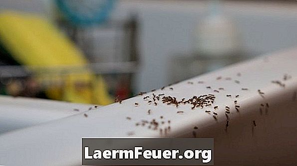 Kako se znebiti mravlje, ki jedo vaše jagode