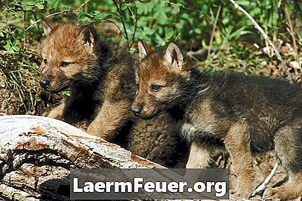Como lobos cinzentos tomam conta de seus filhotes