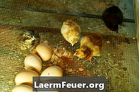 Come mantenere l'umidità all'interno di un incubatore di polli