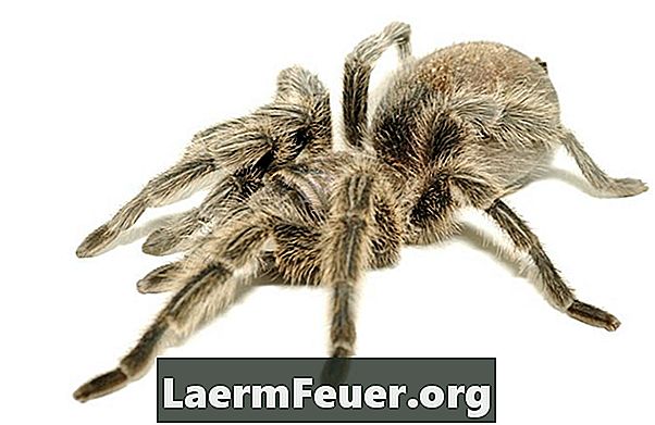 Come tenere lontani i ragni a gambe lunghe