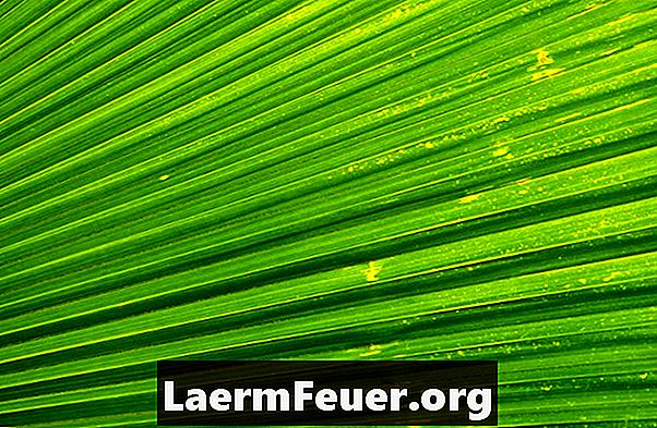 Hur man håller palmbladet skära grönt