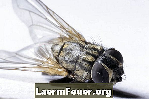 Slik holder du insekter, hveps, bier og mygg bort fra hjemmet ditt