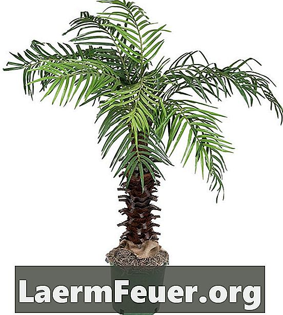 Comment garder un palmier majestueux en vie