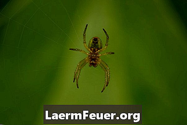 איך להרוג עכבישים בבית ללא חומרי הדברה