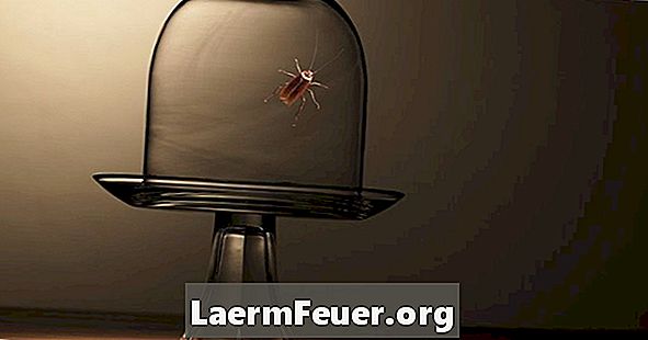 Hur man dödar kackerlackor i en septiktank