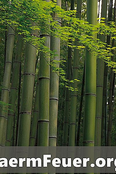Bagaimana Membunuh Bambu Berkembang di Backyard anda