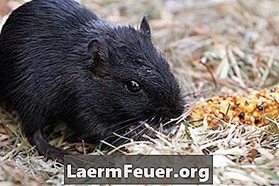 Sfaturi pentru repellenții naturali de șobolani