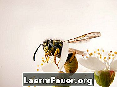 Come uccidere le vespe in un camino