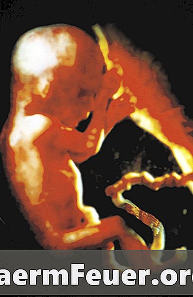 Како фетус прима хранљиве материје из плаценте мајке