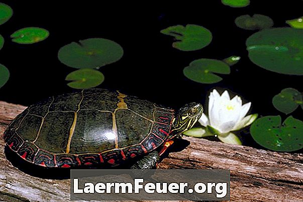 Как измерить длину и возраст черепахи с помощью наколенников