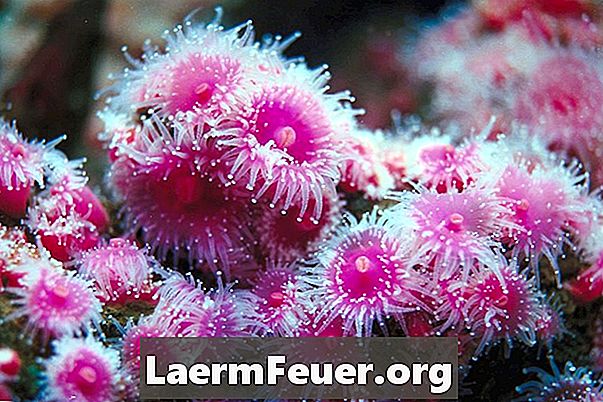 Hoe LPS en SPS koralen te mengen