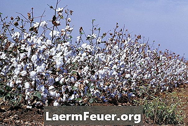 Como o algodão é colhido e transformado em tecido?