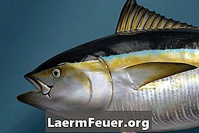 どのように魚は異なる水温で恒常性を維持するか