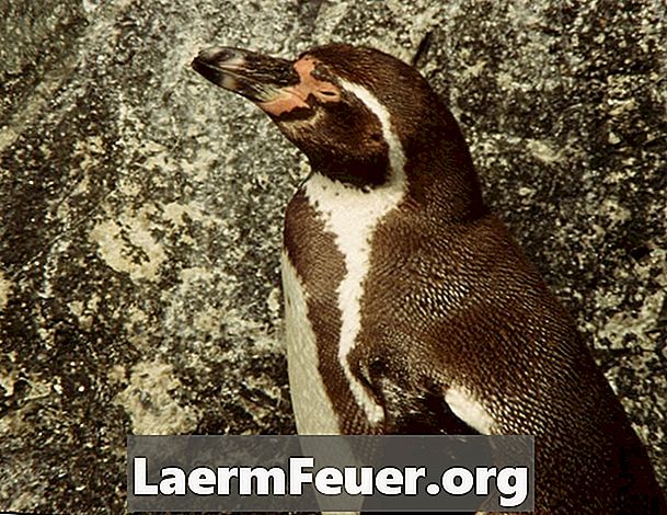 Як пінгвіни годують свого потомства?