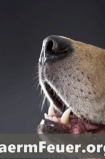 Como escovar os dentes do seu cachorro com pasta dental caseira