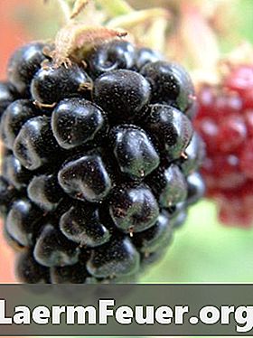 Sådan Plantes Blackberries
